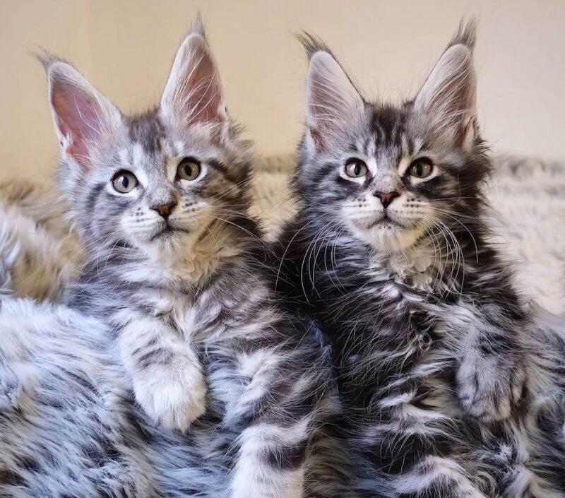 Purebred Tica Registered Maine Coon Kittens for sale in Dagenham, Greater London