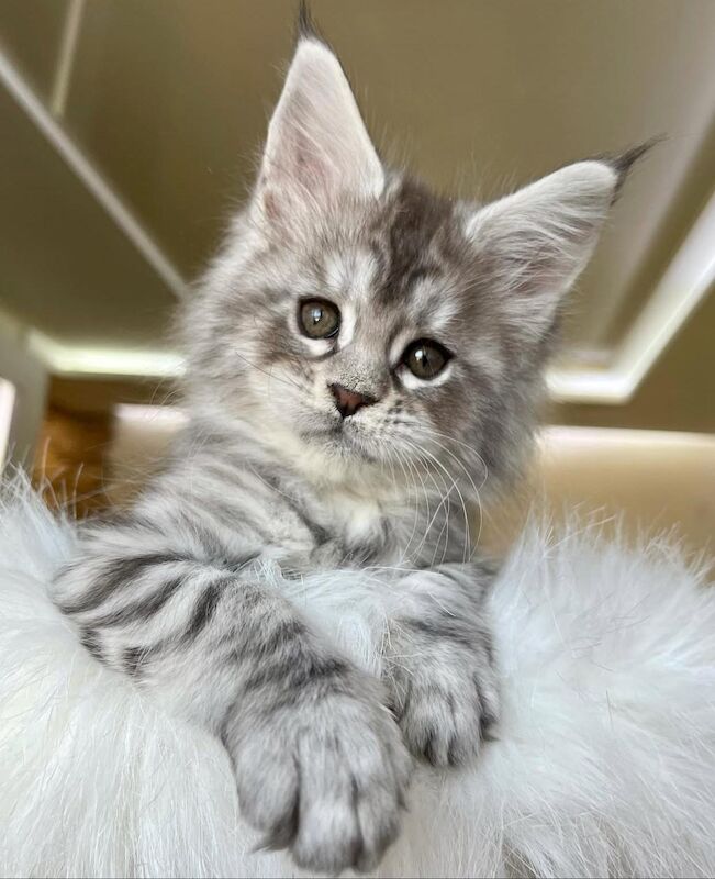 Purebred Tica Registered Maine Coon Kittens for sale in Dagenham, Greater London | Image 3