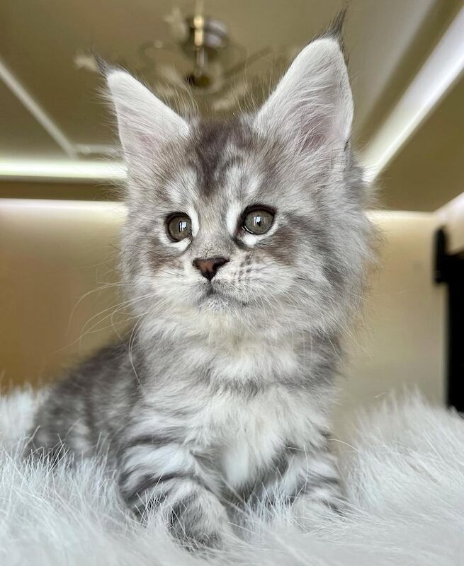Purebred Tica Registered Maine Coon Kittens for sale in Dagenham, Greater London | Image 4