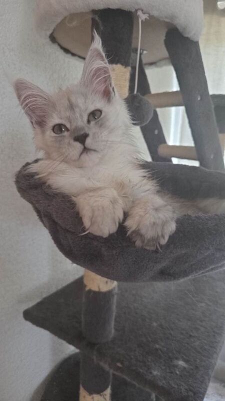 PureBreed Maine Coon Kitten girl