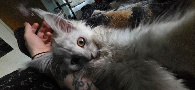 PureBreed Maine Coon Kitten girl - Image 2 of 3