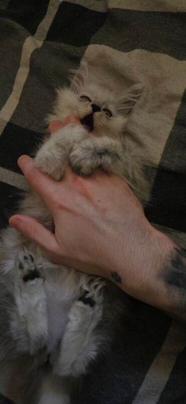 PureBreed Maine Coon Kitten girl - Image 3 of 3