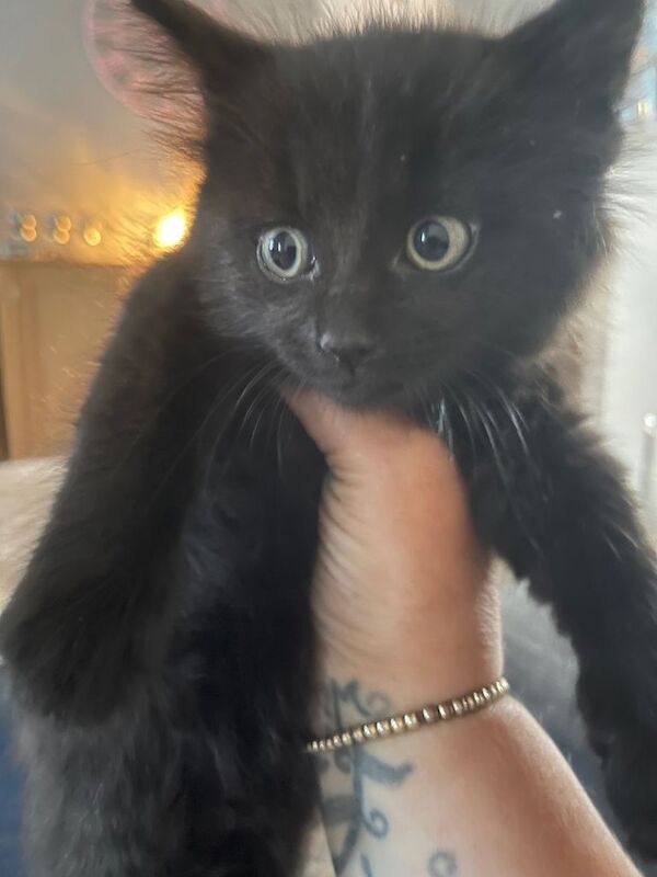Maine Coon Kittens For Sale Under £300