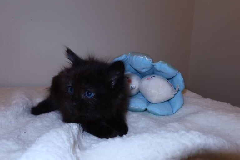 Ragcoon kittens for sale in Dumbarton, Dunbartonshire