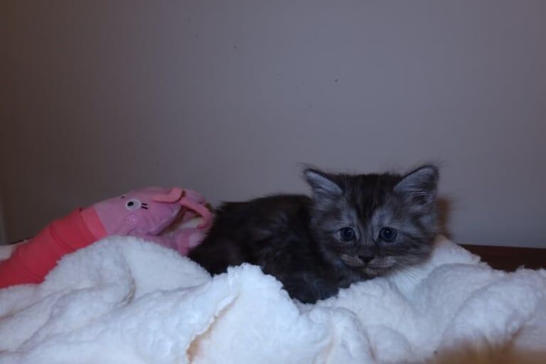 Ragcoon kittens for sale in Dumbarton, Dunbartonshire | Image 2