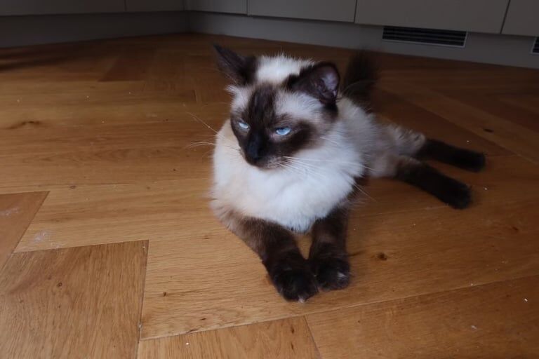 Ragcoon kittens for sale in Dumbarton, Dunbartonshire | Image 3
