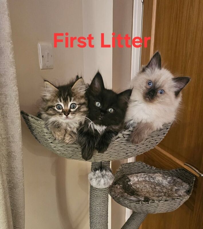 Maine Coon kittens for sale in Wath upon Dearne, South Yorkshire – 10 weeks old