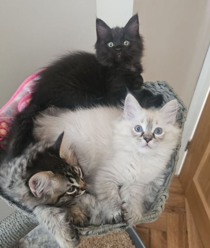 Maine Coon kittens for sale in Wath upon Dearne, South Yorkshire – 10 weeks old - Image 2 of 3