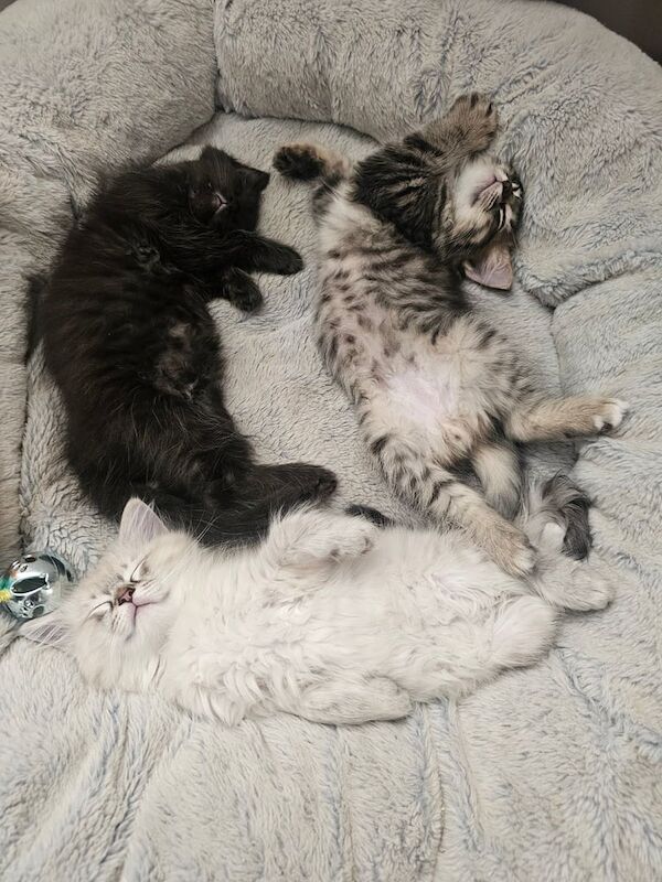 Maine Coon kittens for sale in Wath upon Dearne, South Yorkshire – 10 weeks old - Image 3 of 3