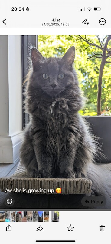 Maine Coon kittens for sale in Wyke, West Yorkshire – 5 weeks old - Image 3 of 3