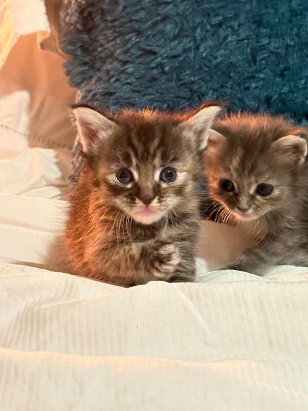 Ragcoon kittens