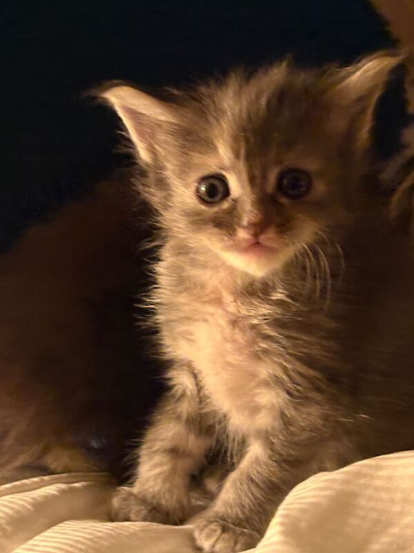 Ragcoon kittens - Image 2 of 5