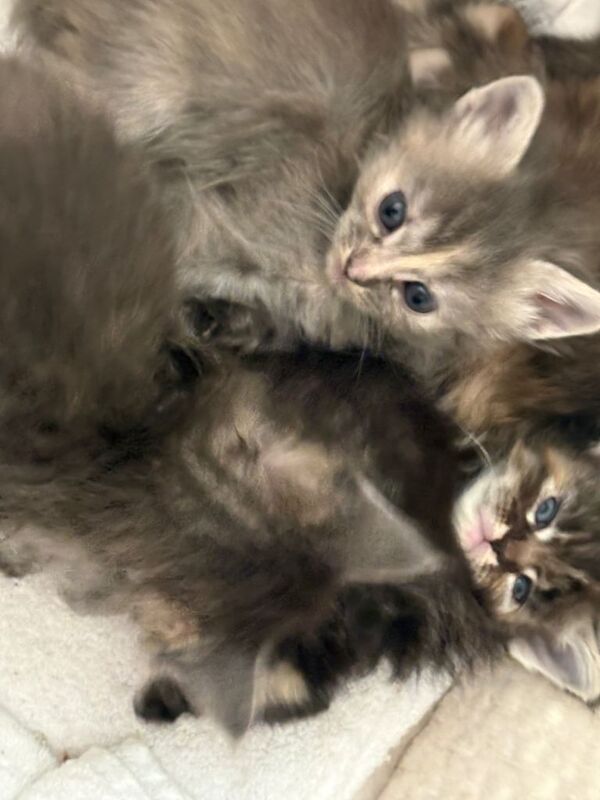 Ragcoon kittens - Image 3 of 5
