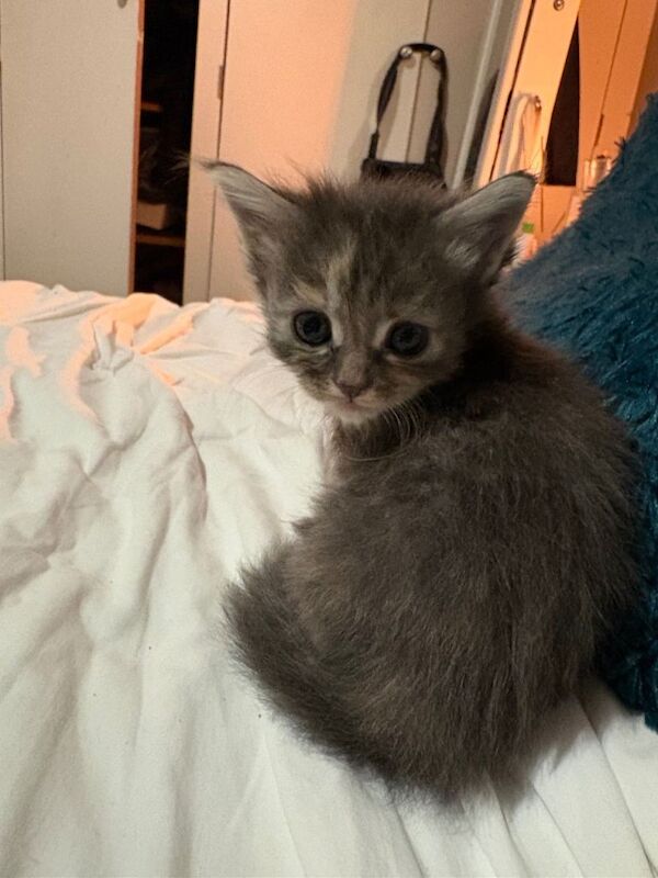 Ragcoon kittens - Image 4 of 5