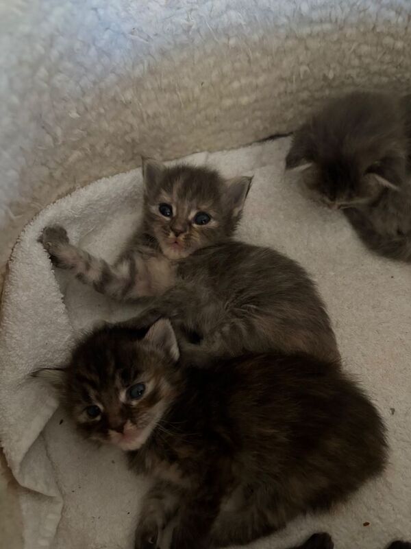 Ragcoon kittens - Image 5 of 5
