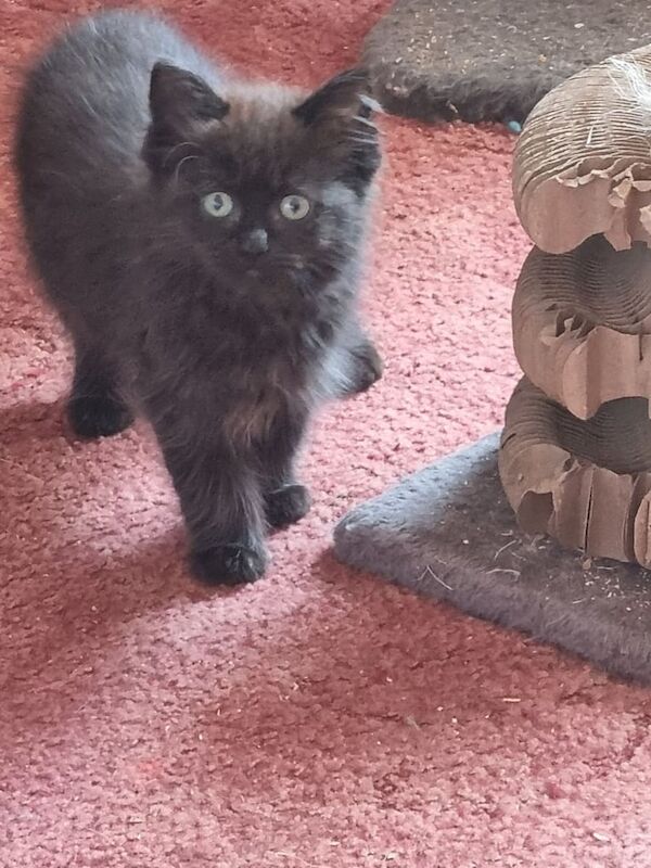 Maine Coon kittens for sale in Invergordon, Ross and Cromarty – 11 weeks old