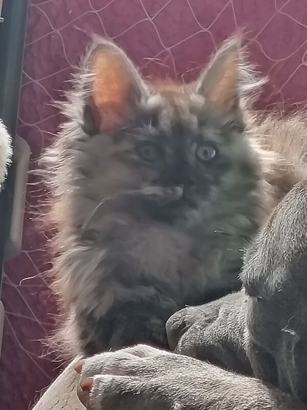 Ragcoon kittens x2 female for sale in Invergordon, Ross and Cromarty