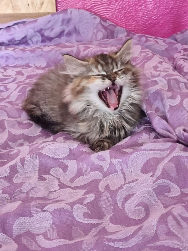 Ragcoon kittens x2 female for sale in Invergordon, Ross and Cromarty - Image 2