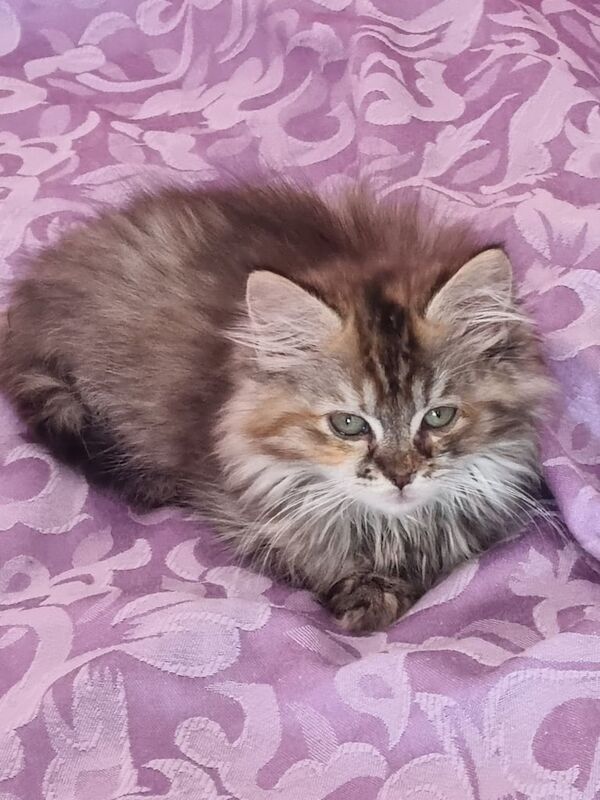 Ragcoon kittens x2 female for sale in Invergordon, Ross and Cromarty | Image 3