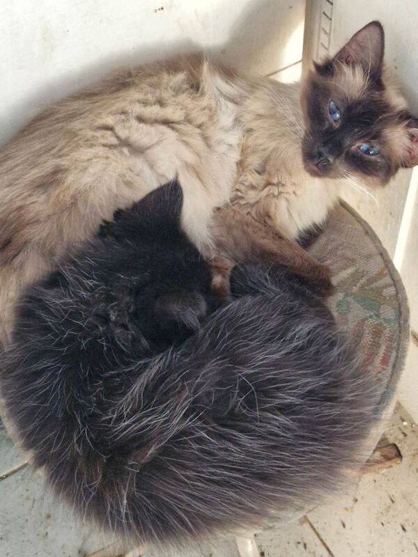 Ragdoll cross Mainecoon.