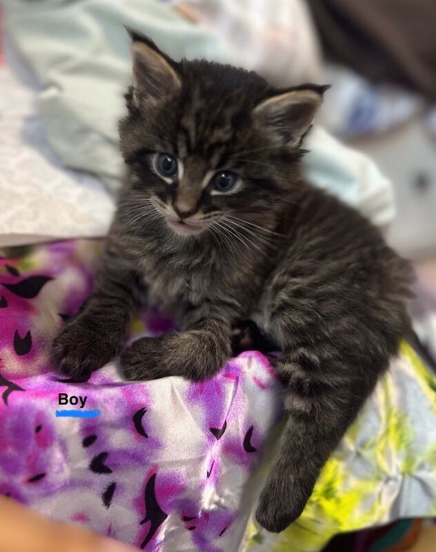 Maine Coon kittens for sale in Carlton, Nottinghamshire – 6 weeks old