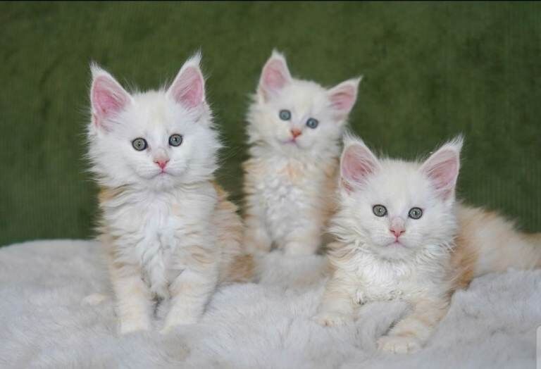Rare Red Shaded TICA Maine Coon Kittens