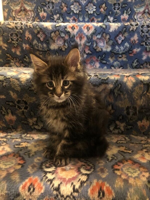 Maine Coon kittens for sale in Doncaster, South Yorkshire – 10 months old - Image 3 of 3