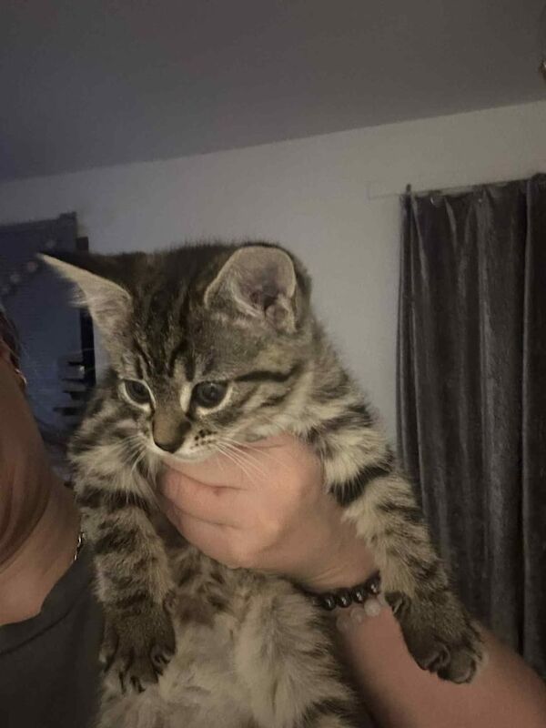 Maine Coon kittens for sale in Wadebridge, Cornwall – 10 weeks old - Image 2 of 3