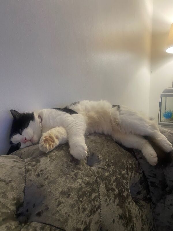 Maine Coon kittens for sale in Wadebridge, Cornwall – 10 weeks old - Image 3 of 3