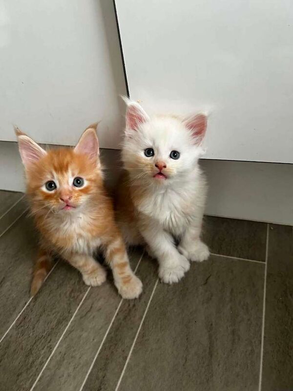Maine Coon Kittens For Sale