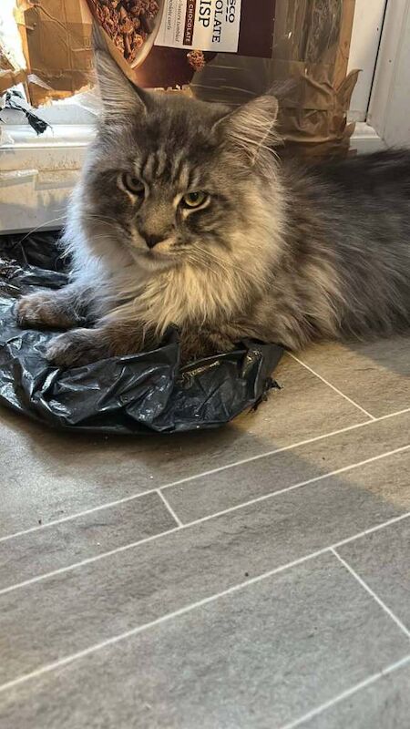 Ready now polydactyl mainecoons - Image 2 of 6