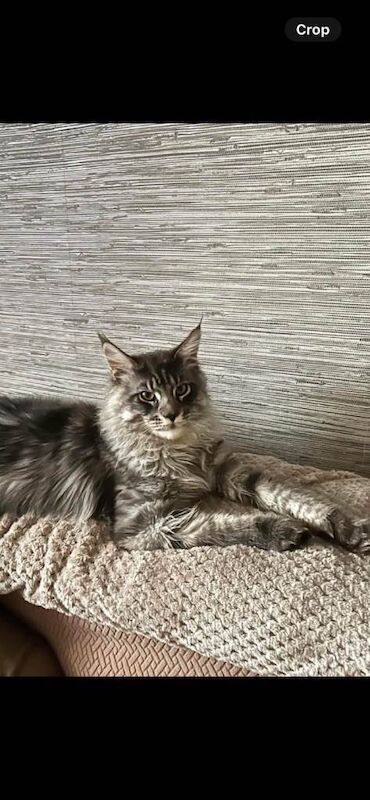 Ready now polydactyl mainecoons - Image 3 of 6