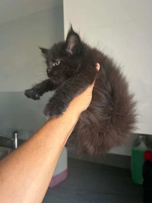 Ready now polydactyl mainecoons - Image 4 of 6