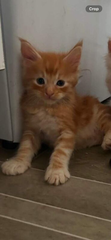 Ready now polydactyl mainecoons - Image 5 of 6