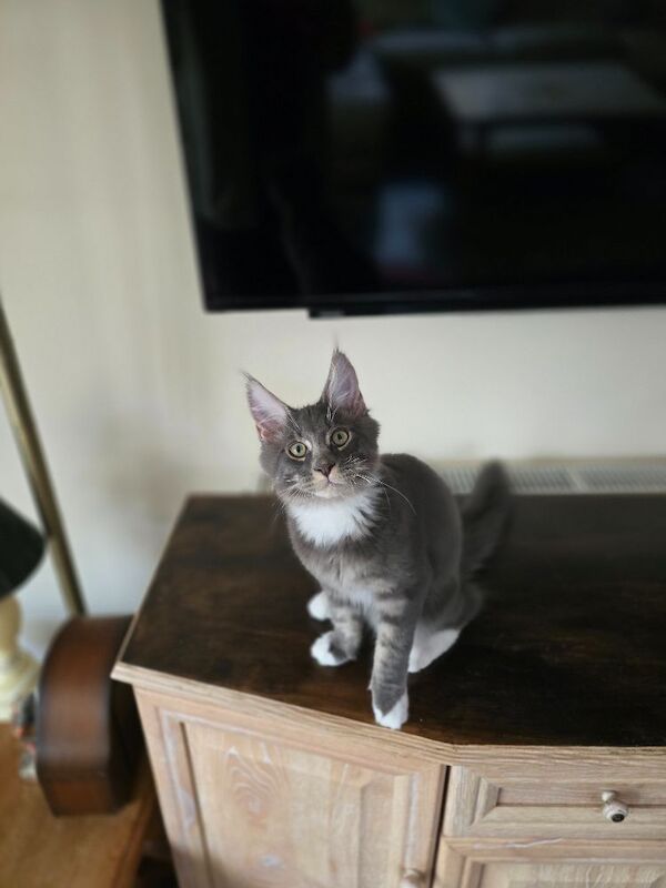 READY NOW TICA Pedigree Maine Coon Kittens - Image 3 of 15