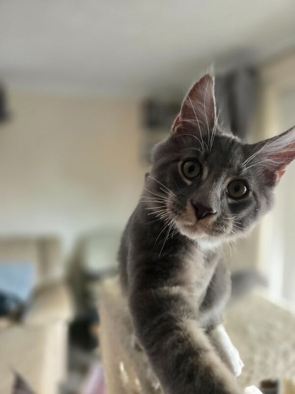 READY NOW TICA Pedigree Maine Coon Kittens - Image 4 of 15