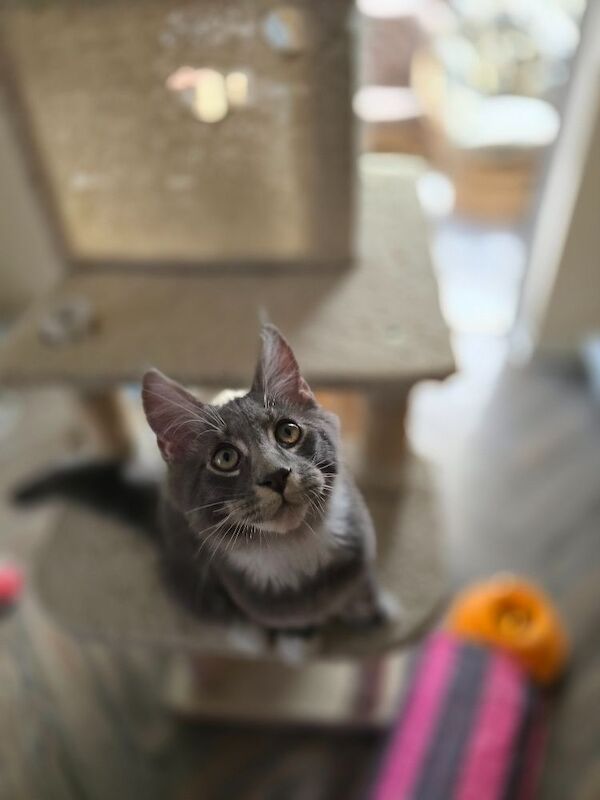 READY NOW TICA Pedigree Maine Coon Kittens - Image 5 of 15