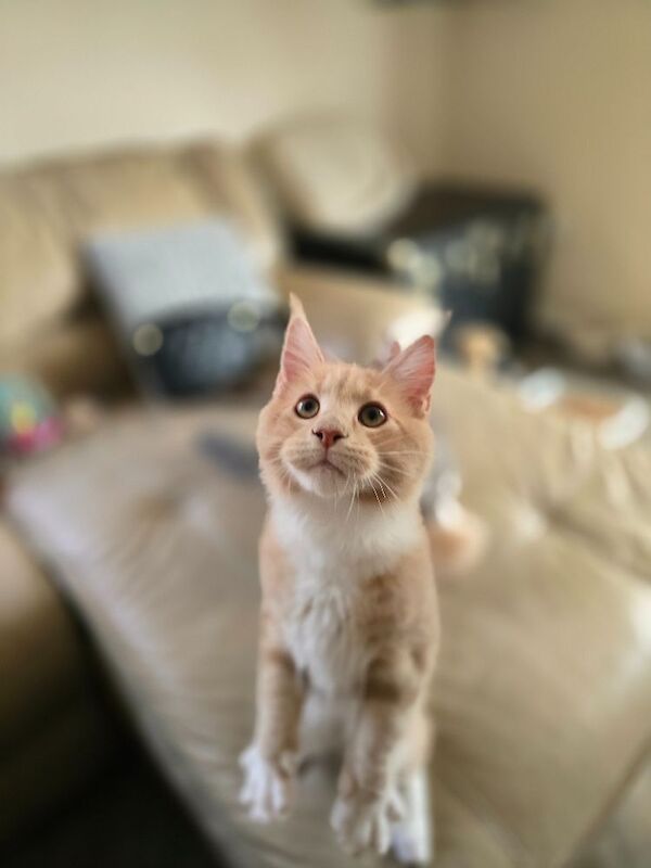 READY NOW TICA Pedigree Maine Coon Kittens - Image 6 of 15