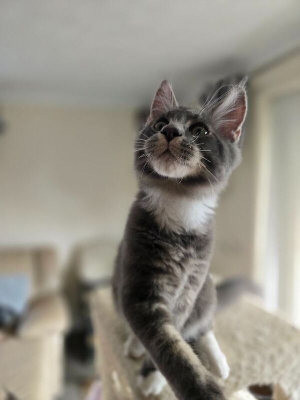 READY NOW TICA Pedigree Maine Coon Kittens - Image 7 of 15
