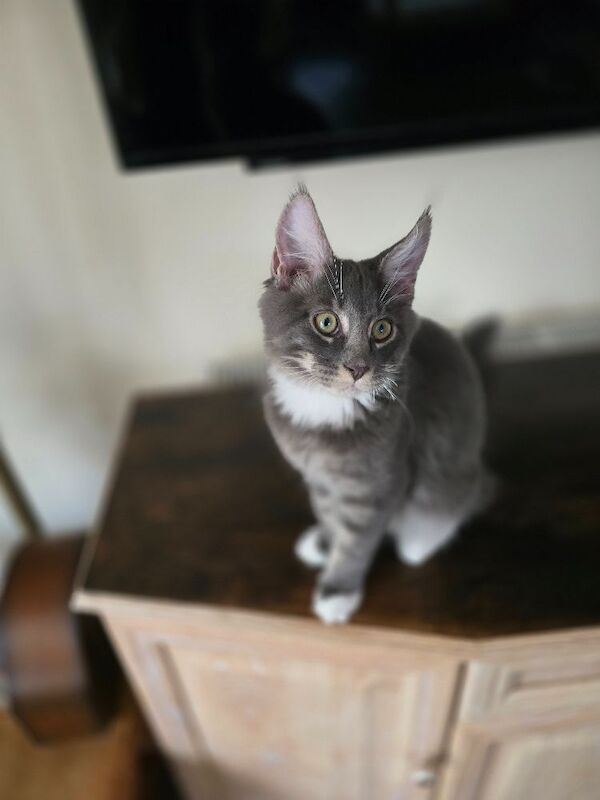 READY NOW TICA Pedigree Maine Coon Kittens - Image 8 of 15