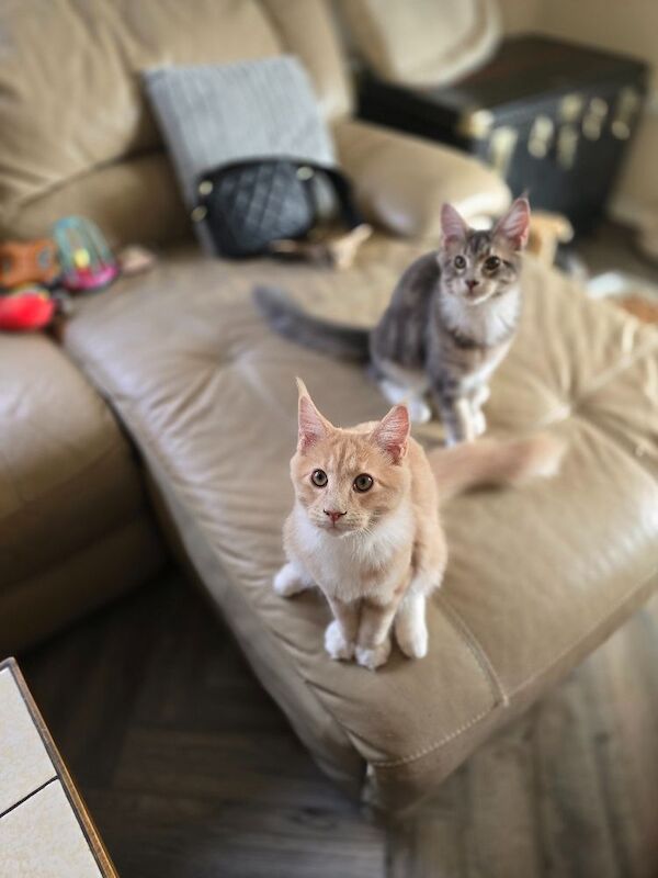 READY NOW TICA Pedigree Maine Coon Kittens - Image 9 of 15