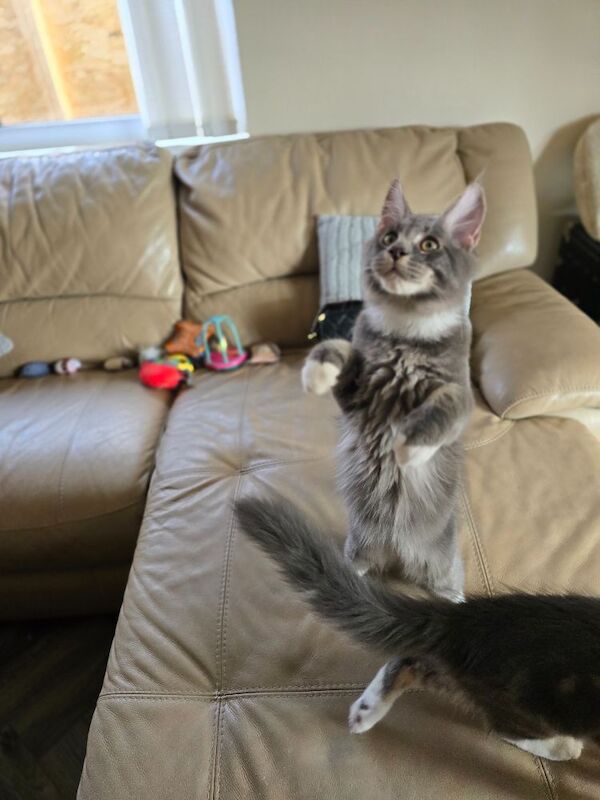 READY NOW TICA Pedigree Maine Coon Kittens - Image 10 of 15