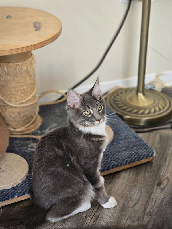 READY NOW TICA Pedigree Maine Coon Kittens - Image 11 of 15