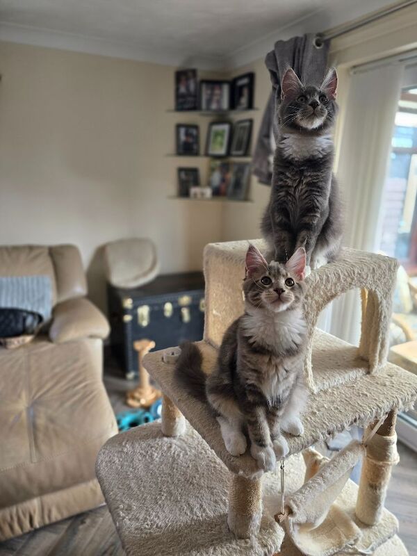 READY NOW TICA Pedigree Maine Coon Kittens - Image 12 of 15