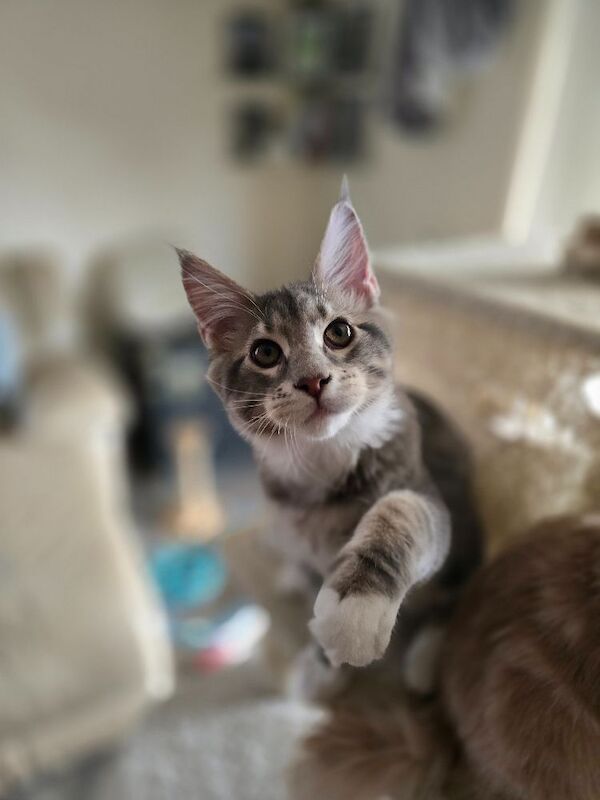 READY NOW TICA Pedigree Maine Coon Kittens - Image 14 of 15