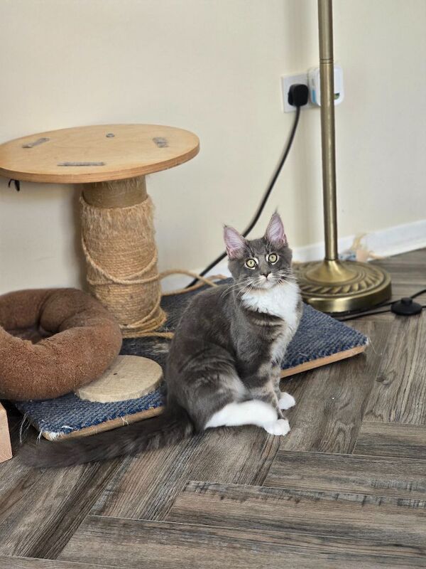READY NOW TICA Pedigree Maine Coon Kittens - Image 15 of 15