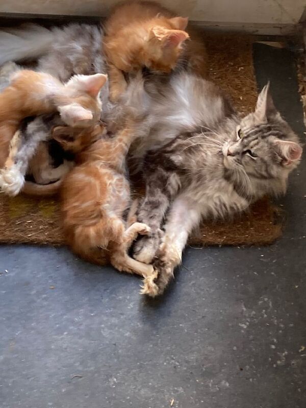 Maine Coon kittens for sale in Lancing, West Sussex – 9 weeks old