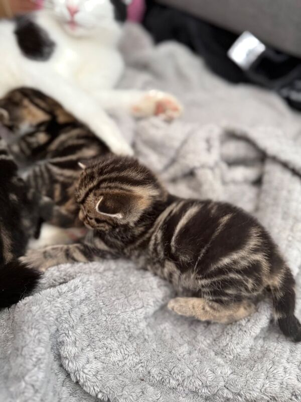 The most beautiful kittens with unique stripes for sale in Ferndown, Dorset