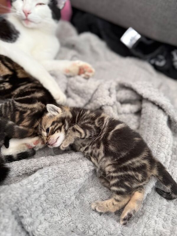 Maine Coon kittens for sale in Ferndown, Dorset – 11 weeks old - Image 2 of 3