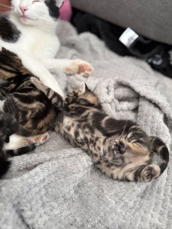 Maine Coon kittens for sale in Ferndown, Dorset – 11 weeks old - Image 3 of 3